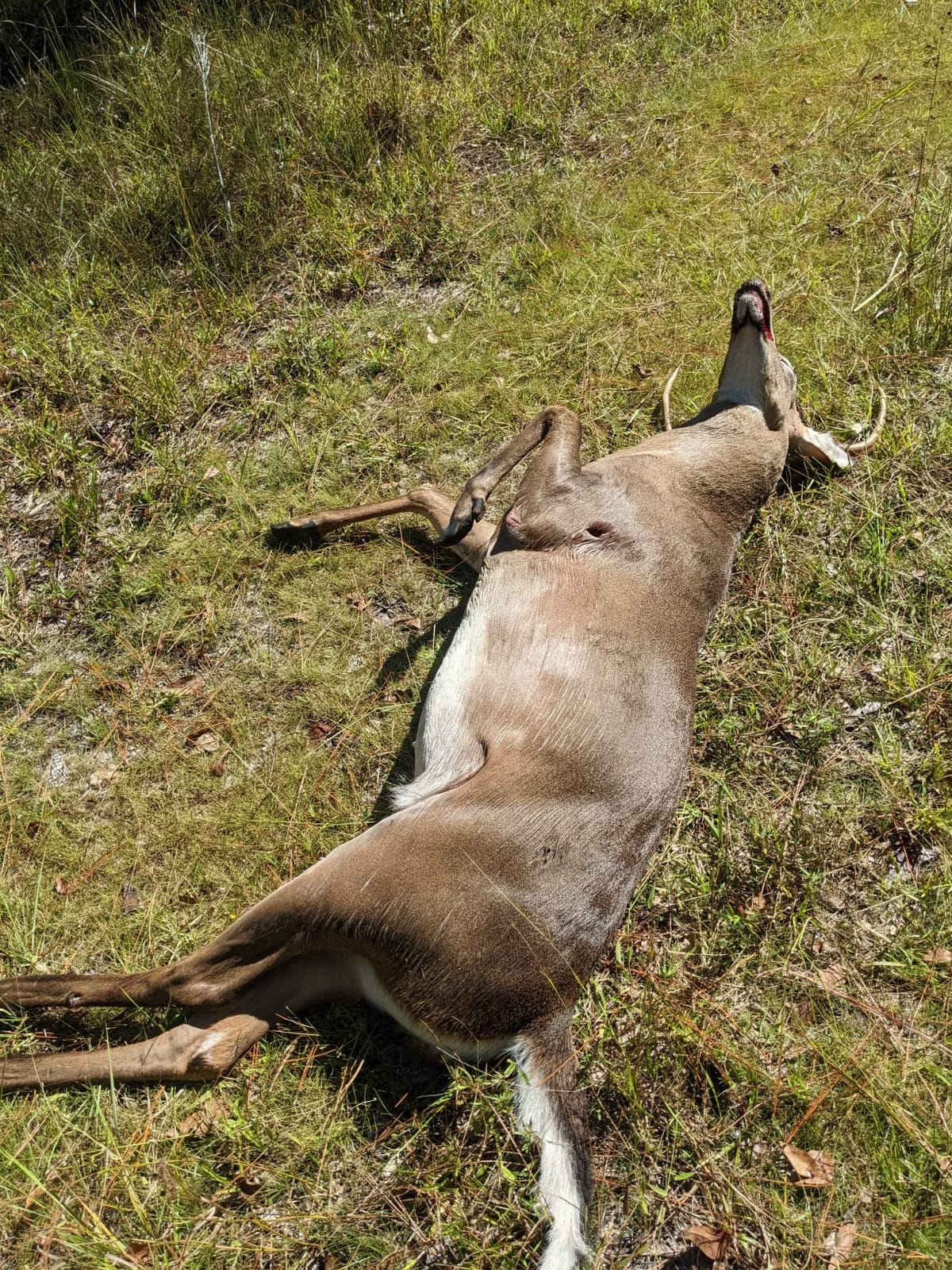 Grim Reaper Fixed & Mechanical Broadheads 100 & 125 Grain Hunting customer photo 2