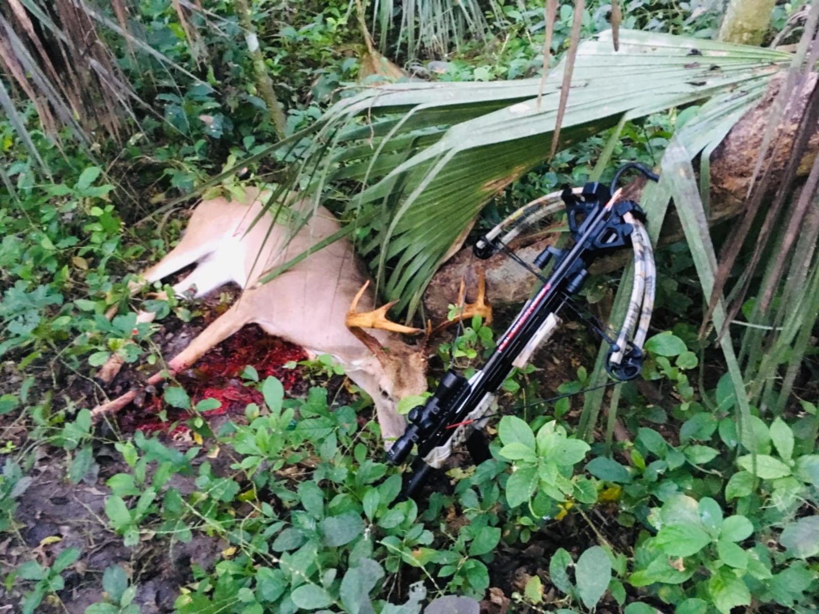 Bloodsport Crossbow Bolts customer photo 2