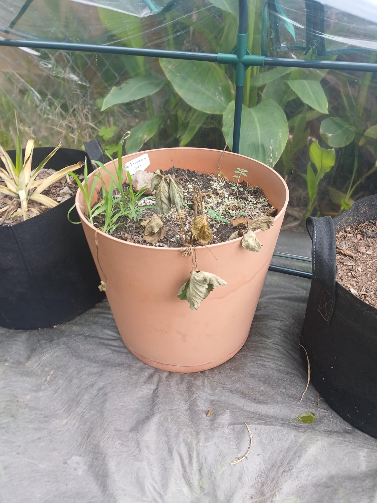 Quictent Mini Greenhouse for Indoor Outdoor, Portable Quick-Setup Tabletop customer photo 1