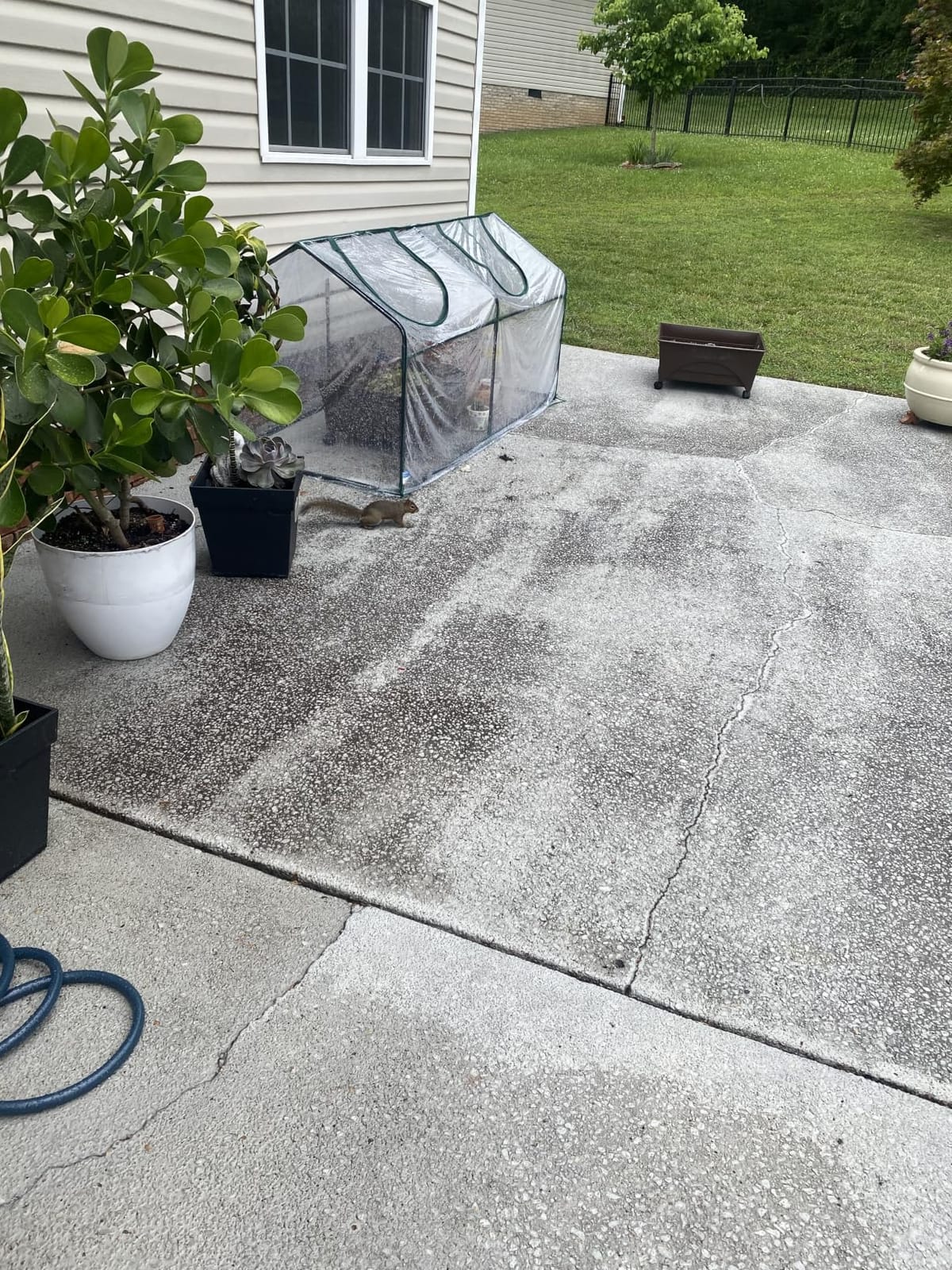 Quictent Mini Greenhouse for Indoor Outdoor, Portable Quick-Setup Tabletop customer photo 2