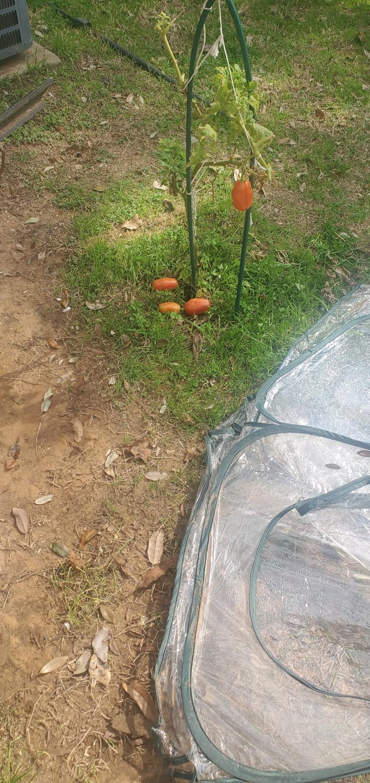 Mini Pop Up Greenhouse; 27