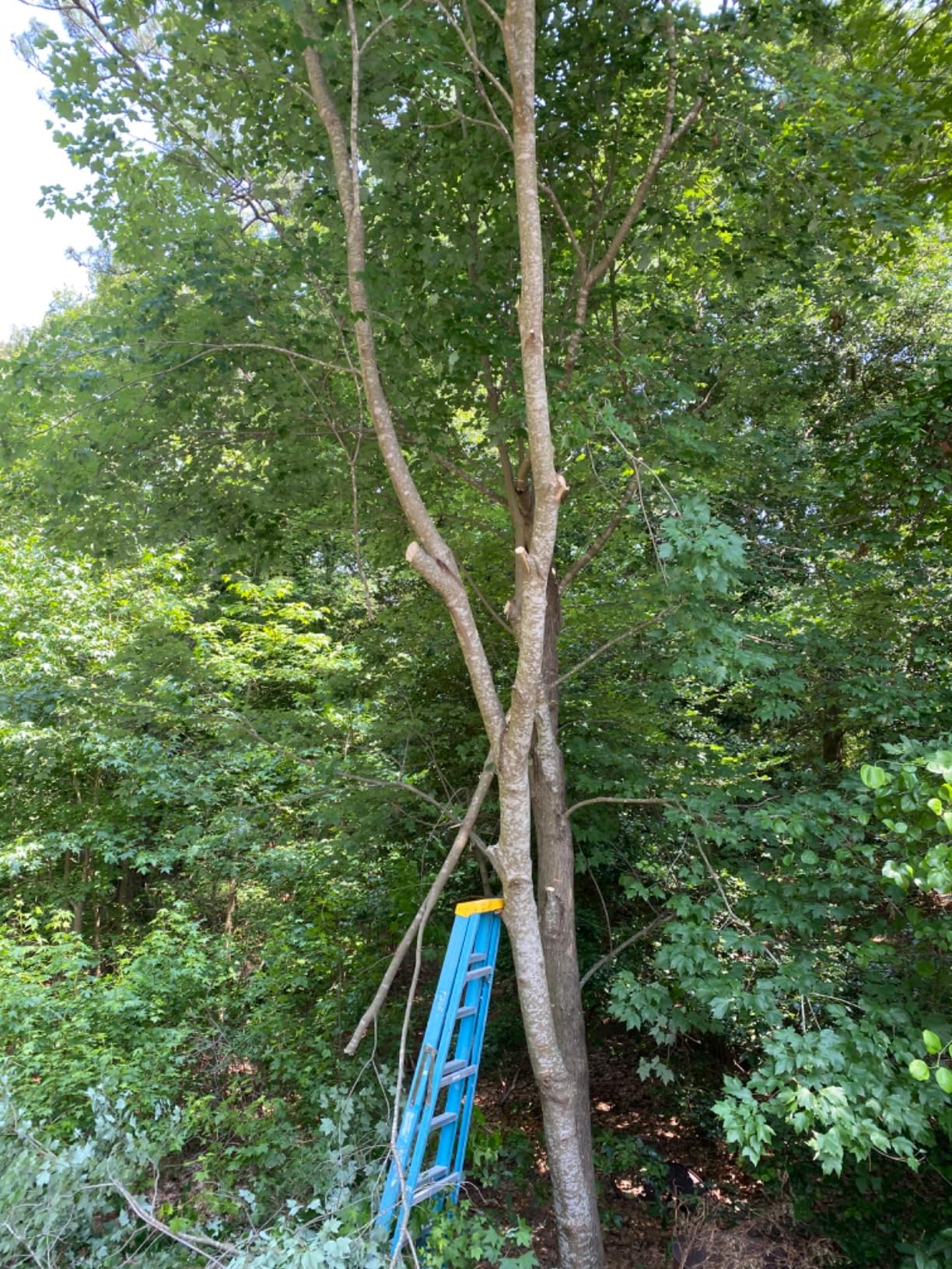 CRAFTSMAN V20 Cordless Pole Saw, 14-Foot, Battery and Charger Included, Pole Saws for Tree Trimming, Up to 325 Cuts per Charge, 4.0Ah, Electric Tree Trimmer (CMCCSP20M1) customer photo 1