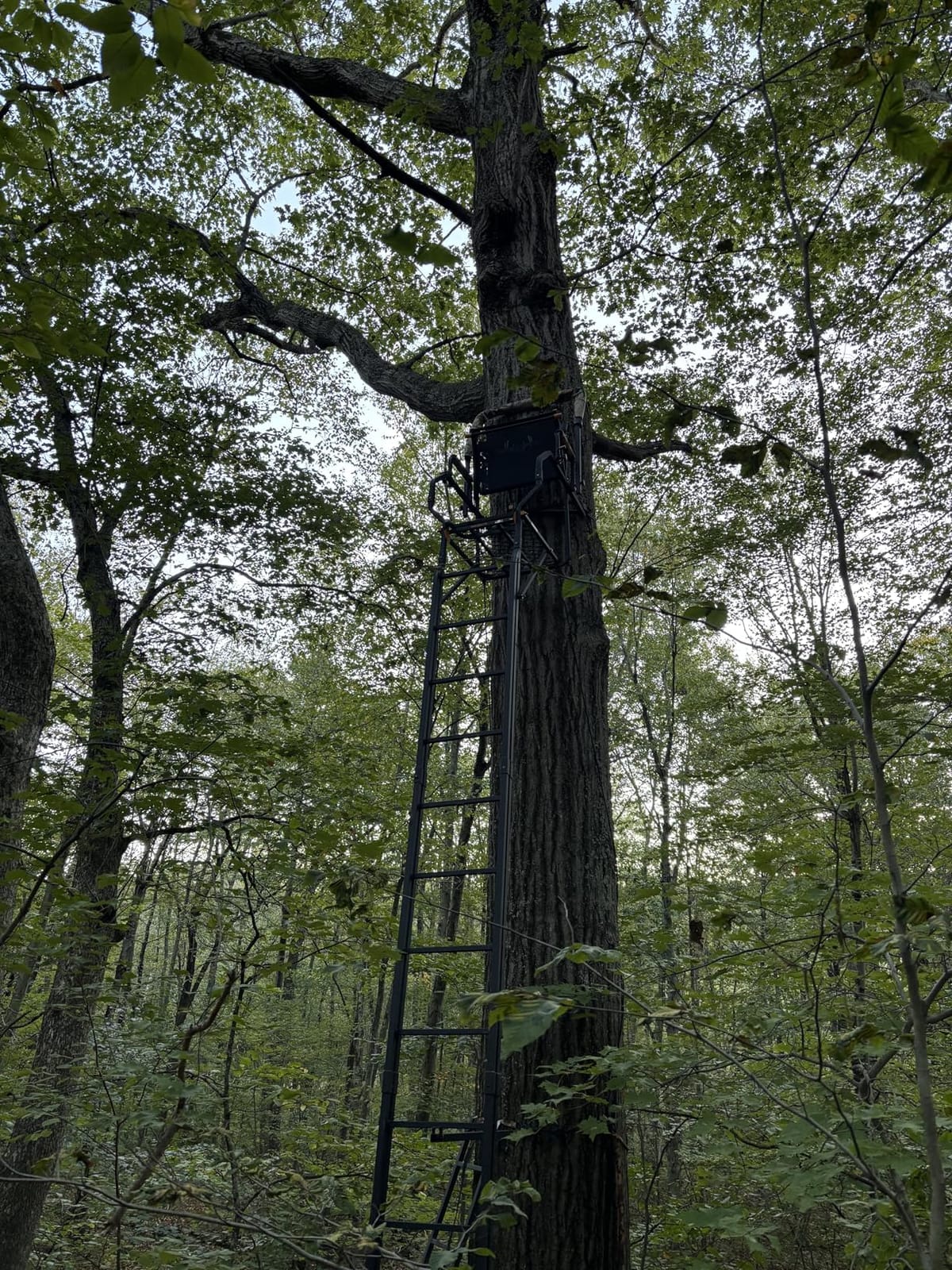 Muddy 1-Person Skybox Deluxe Steel Ladder Tree Stand, 20 ft Tall customer photo 2