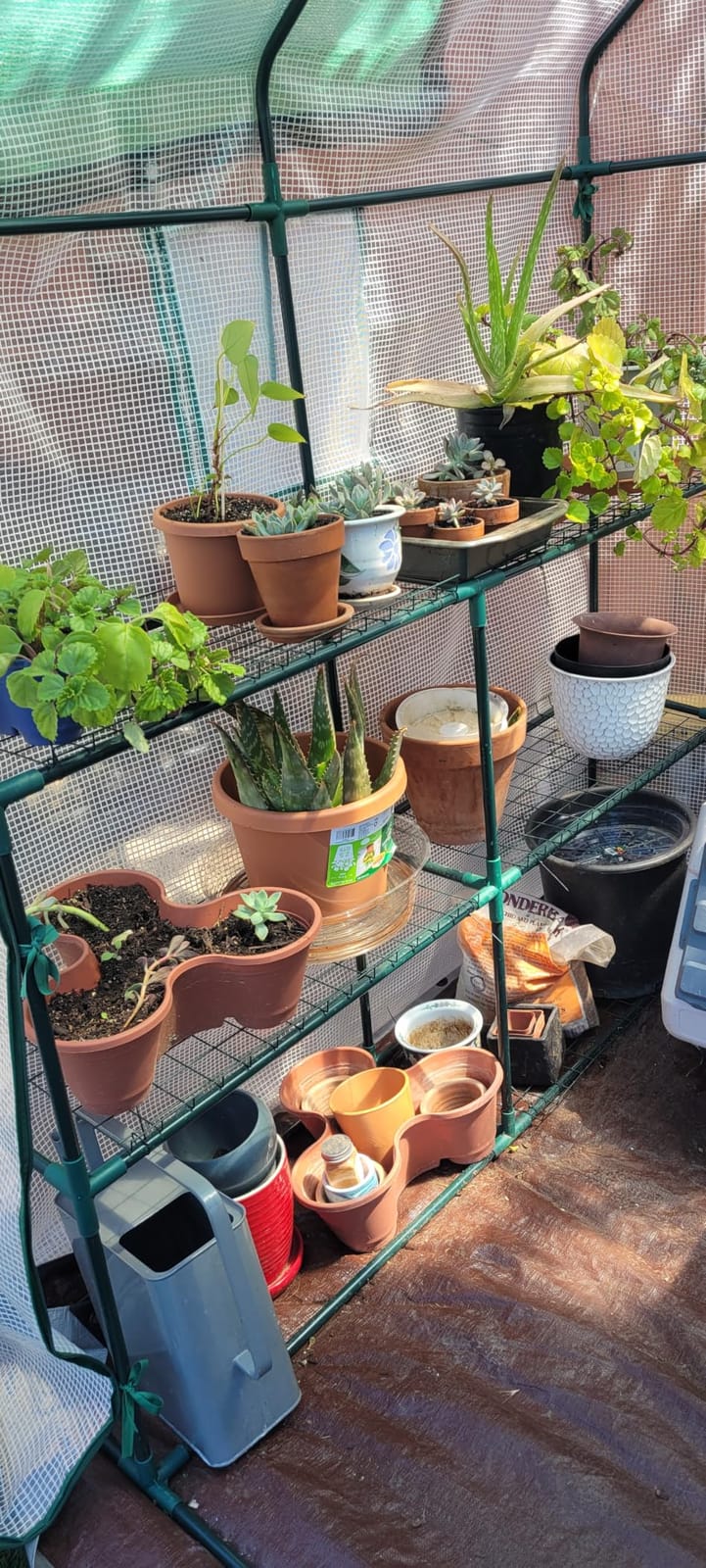 Portable Walk-in Greenhouse for Outdoors, 56x30x76 Plant House with Shelves customer photo 1
