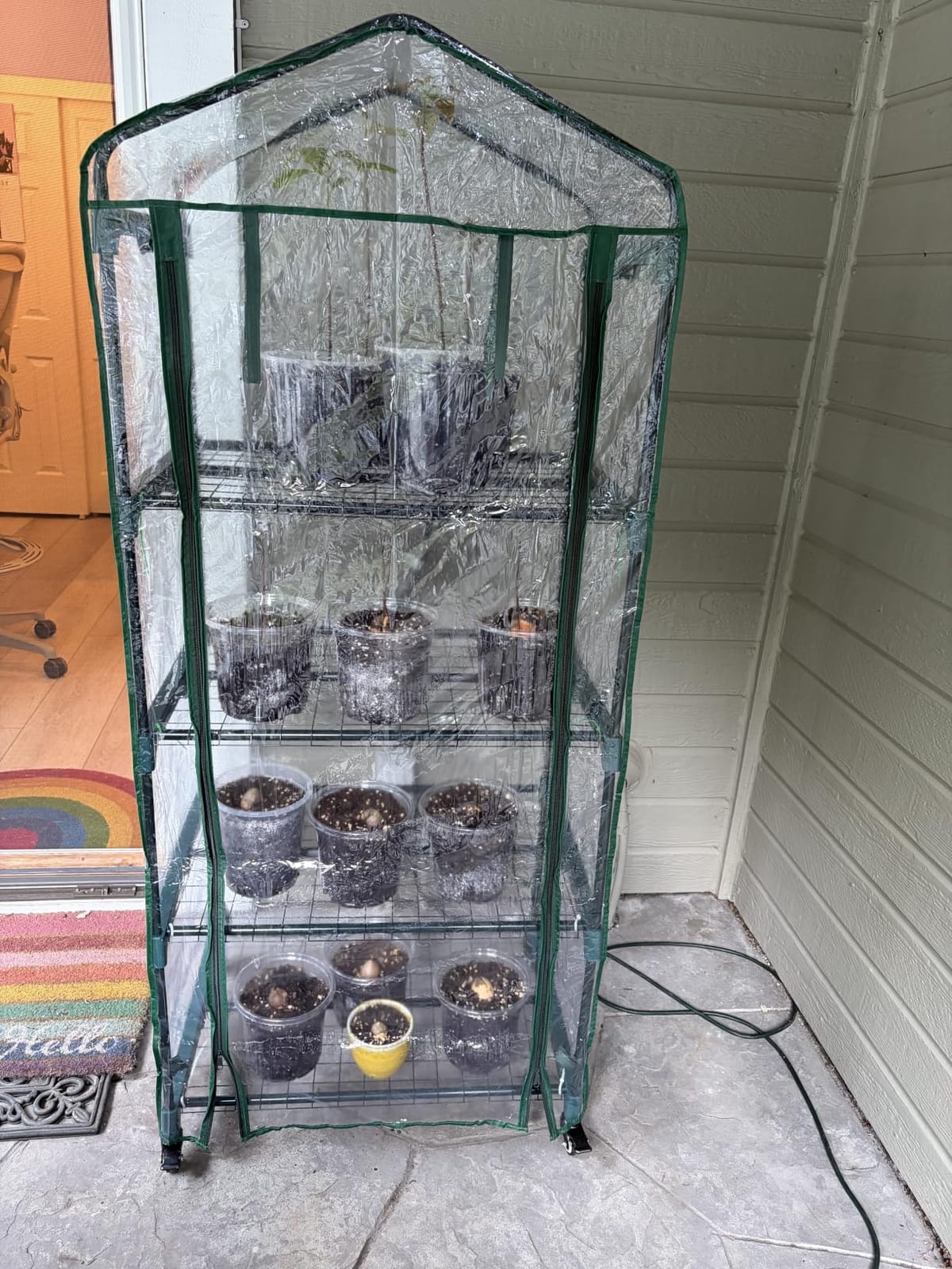 Greenhouse - Walk in Greenhouse with 8 Sturdy Shelves and PVC Cover for Indoor or Outdoor Use - 56 x 56 x 76-Inch Green House by Pure Garden customer photo 1