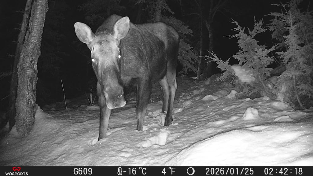 WOSPORTS Trail Camera(Non-Cellular Non-WiFi) 64MP 4K 0.2S Trigger Motion Activated,Game Camera with No-Glow Night Vision 2.0''LCD 120°Wide for Outdoor Scouting Wildlife Monitoring Home Security customer photo 1