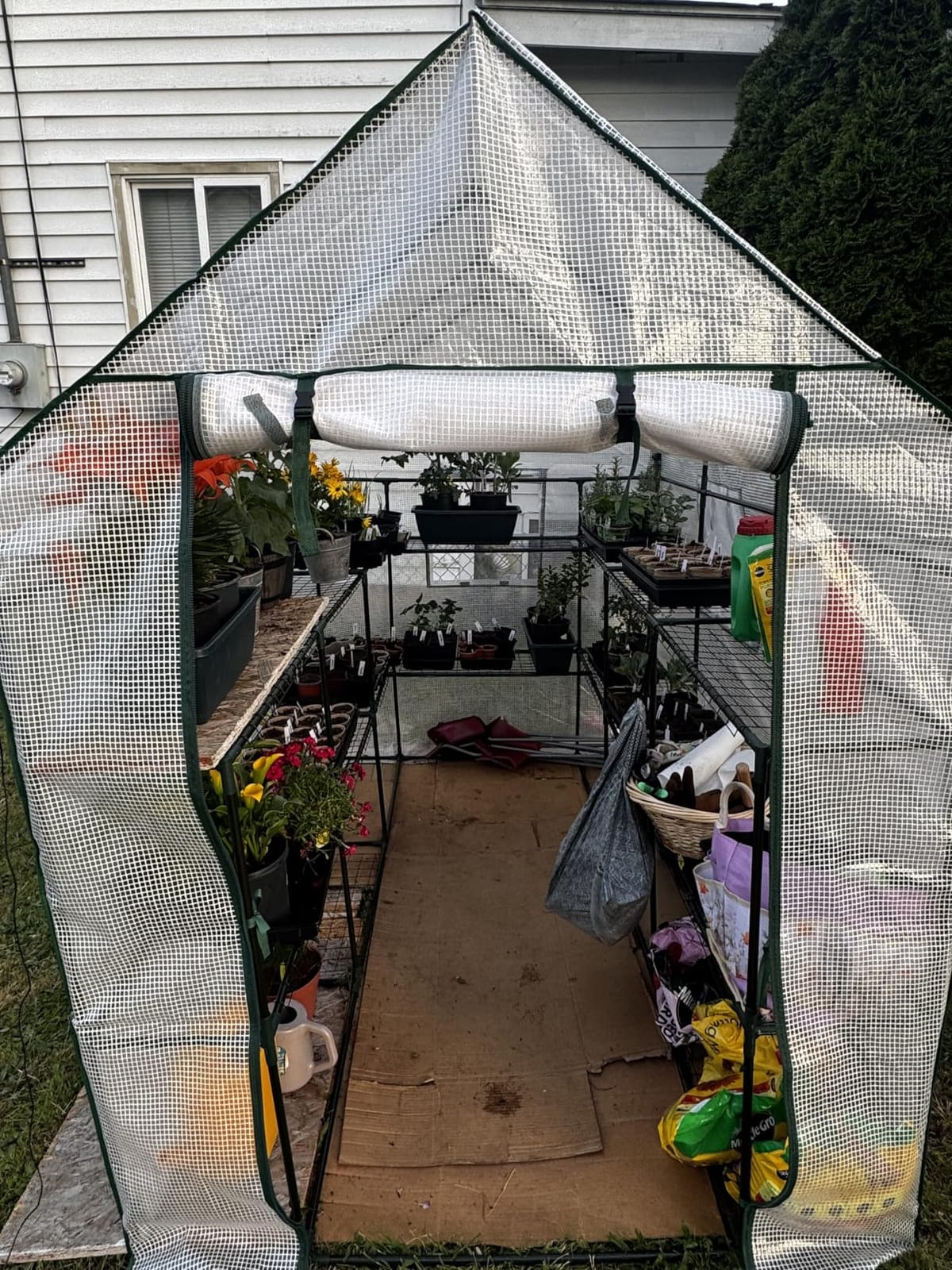 SUNGIFT Walk-in Greenhouse, 57 x 61 x 80 in, 3 Tiers 10 Shelves customer photo 1