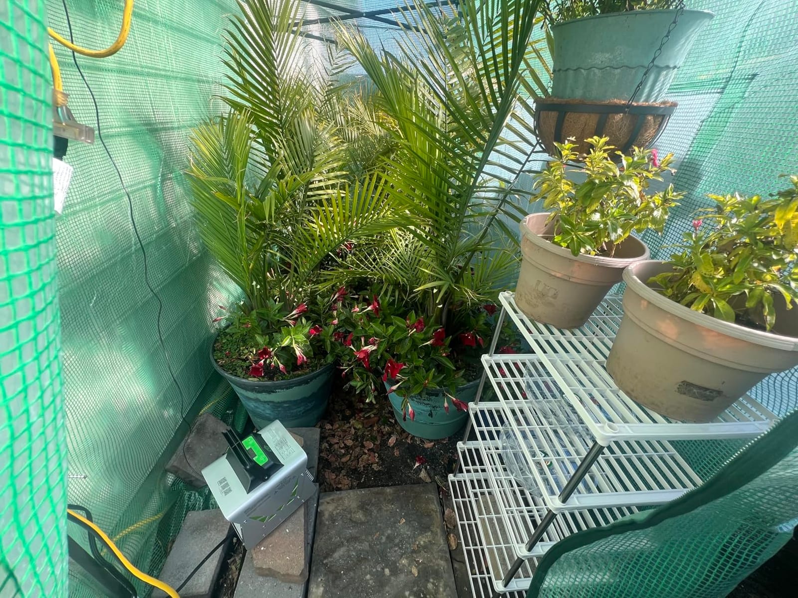 EAGLE PEAK 10x5 Easy Setup Pop Up Greenhouse, Lean-to Design, Clear/Green customer photo 2