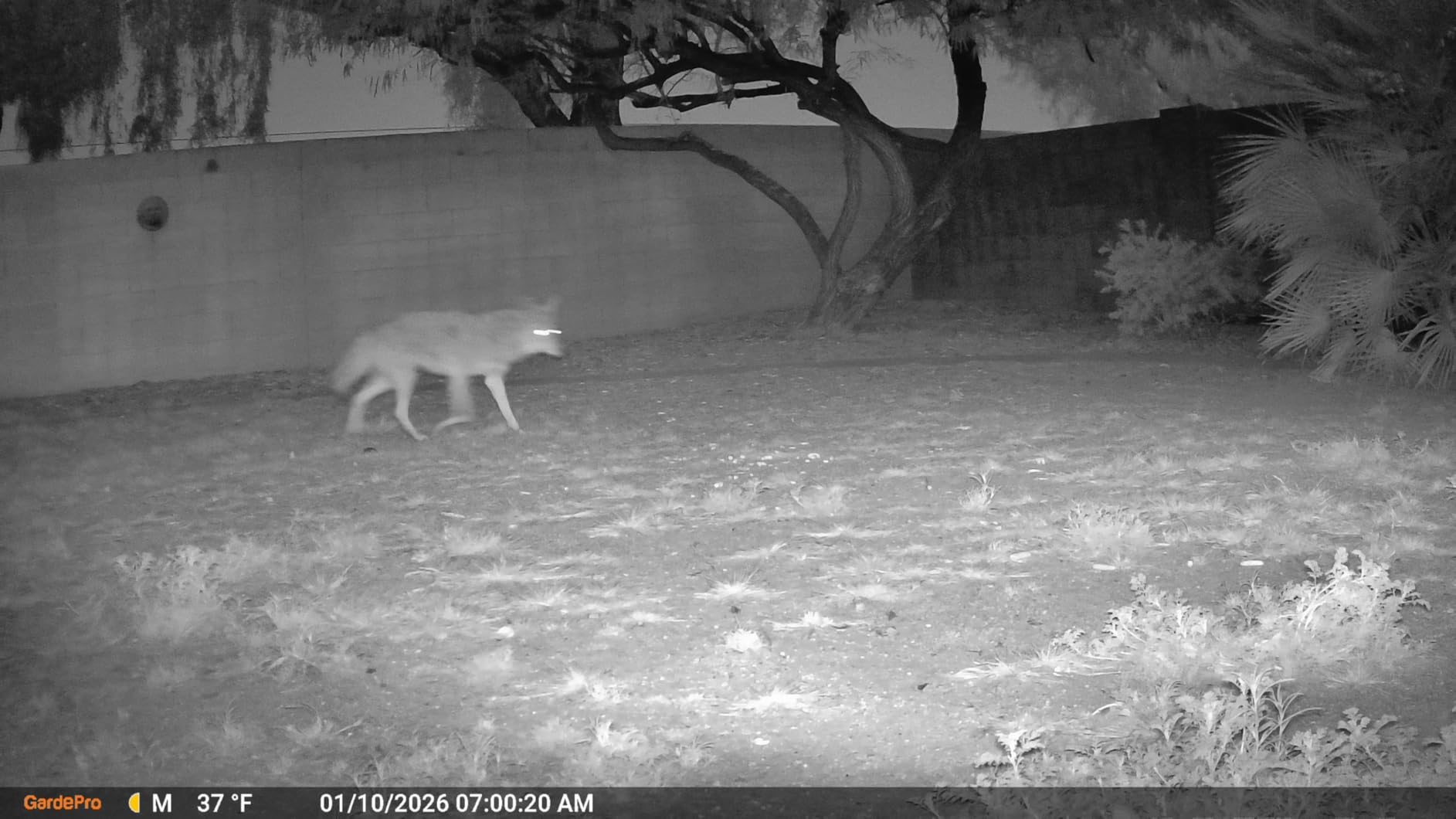 GardePro E5S Non-Cellular Trail Camera, 64MP Photo & 1296P HD Video customer photo 2