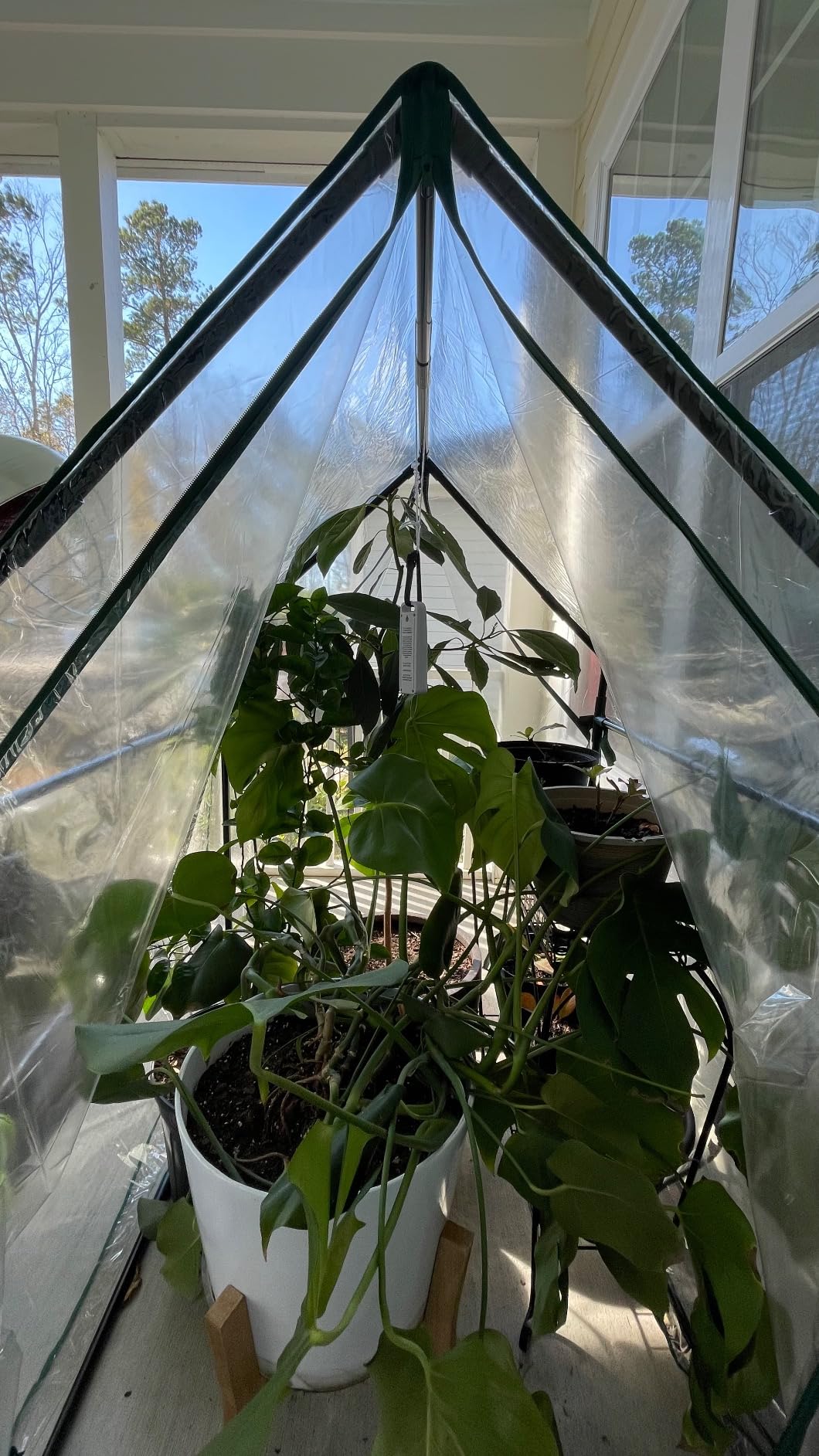 Gardzen Mini Greenhouse 36.2”(L) x36.2”(W) x42.5”(H) customer photo 2