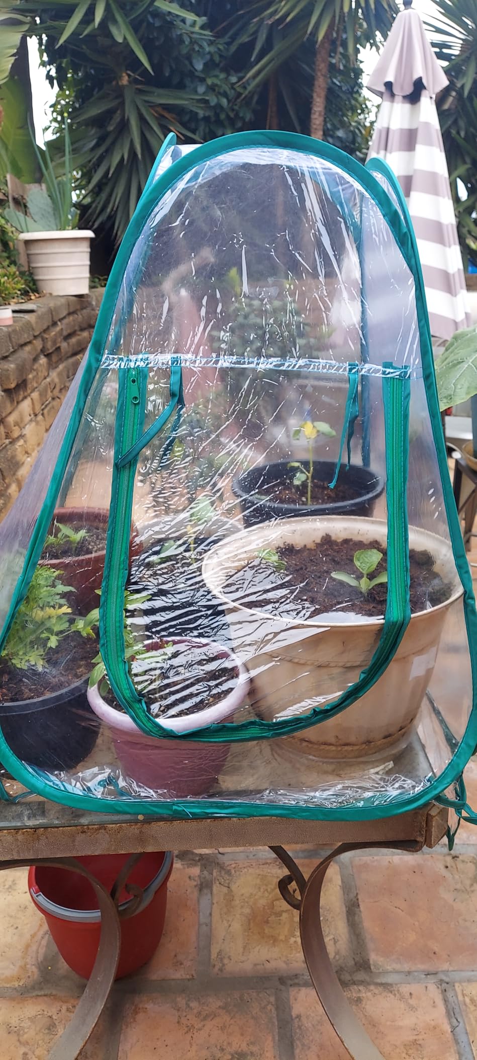 Lyellfe Pop Up Greenhouse Cover, PVC Mini Greenhouse with Nails customer photo 1