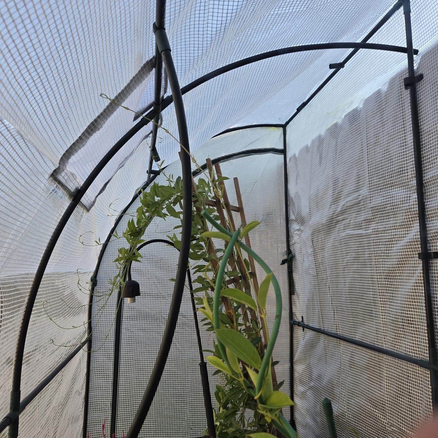 Lean to Greenhouse with 3-Tier Shelves: Ohuhu Portable Walk-in Wall Mounted Green House with Mesh Windows, 79