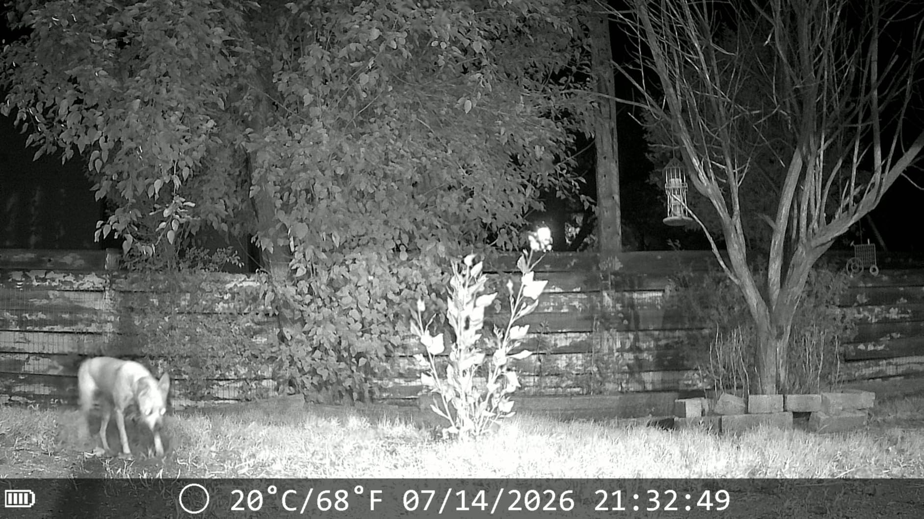 MAXDONE Solar Trail Camera WiFi Bluetooth, 4K 64MP Night Vision Game Camera customer photo 2