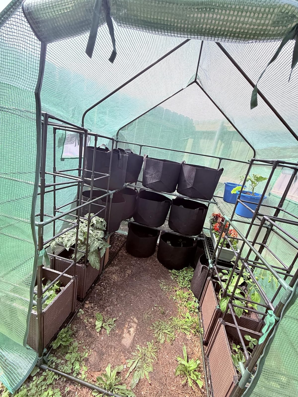 SUNGIFT Walk-in Greenhouse Kit, Upgraded PVC Clear, 57x61x80 Inch customer photo 2