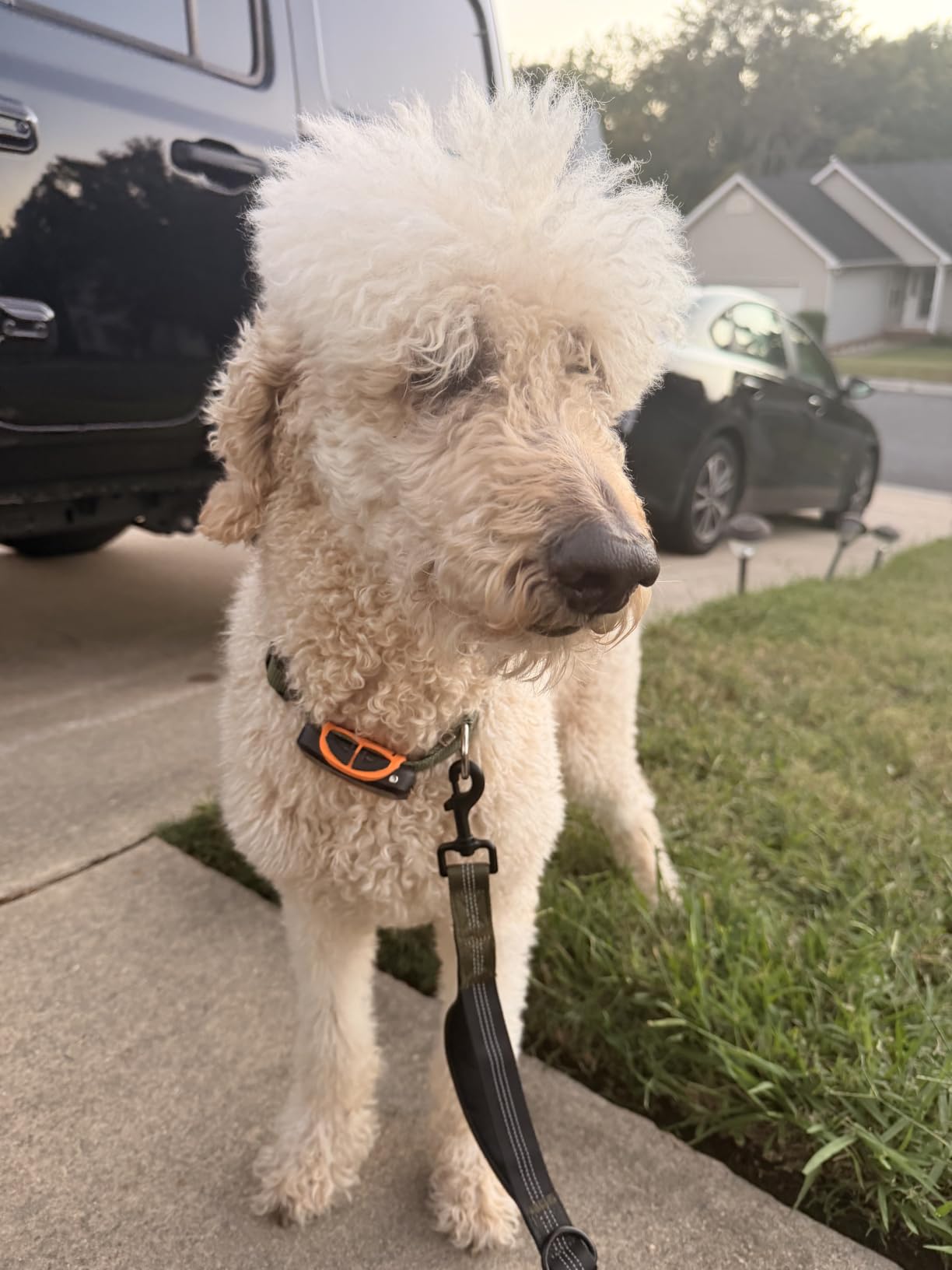 DBDD GPS Dog Tracker with Subscription,Virtual Fence&Health Monitor,IP67,BK customer photo 2